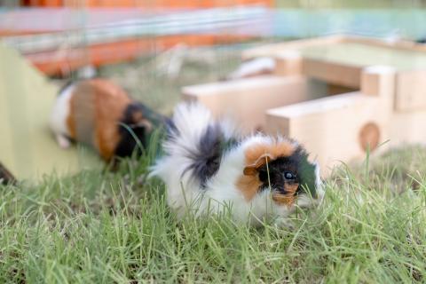 amiamo-SarahFellner-Hasen-Meerschweinchen5