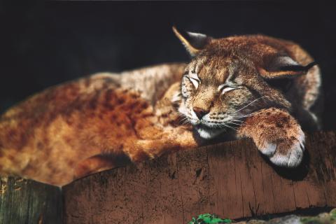 6216-luchs-wildpark-amiamo-kinderhotel-2011-05-03-ORG