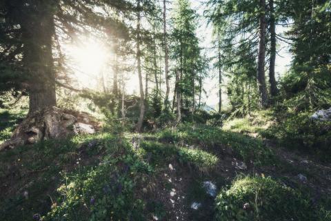 6615-schmittenhoehe-mystischer-wald-amiamo-kinderhotel-2016-07-15-ORG 6615-schmittenhoehe-mystischer-wald-amiamo-kinderhotel-2016-07-15-ORG